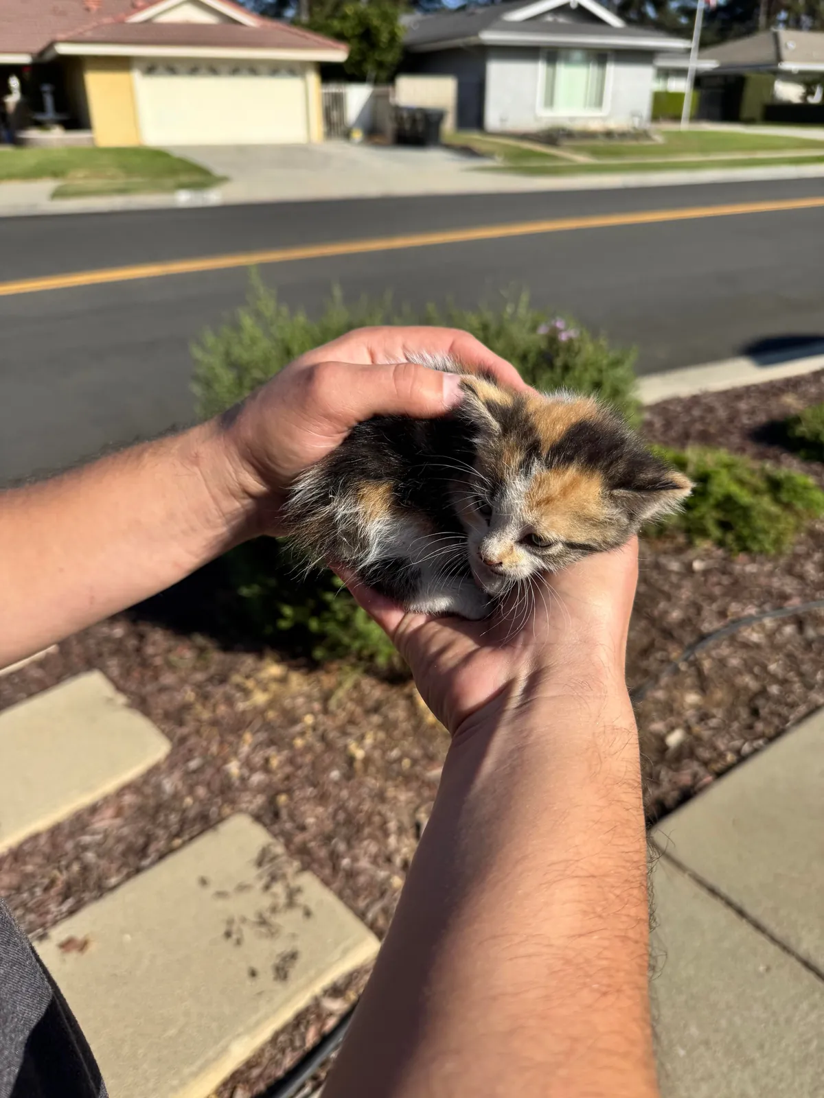 Help me find this lost Kitty a home!