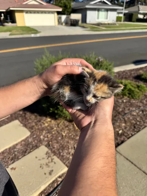 Help me find this lost Kitty a home!