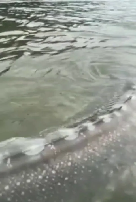 🔥the giant White Sturgeon, a river monster that can grow to grow to 14 feet long and weigh over 1,500 pounds.