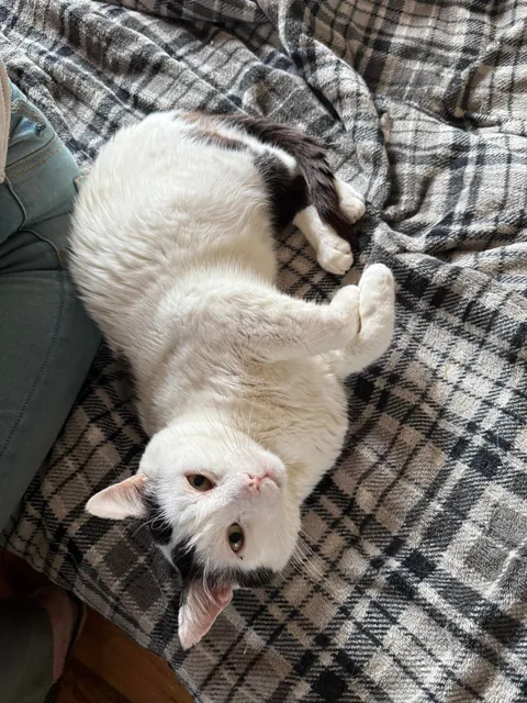 I spent Easter Monday at the cat hospice and have no regrets