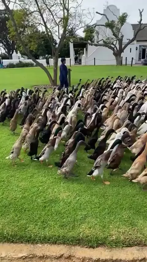 Indian runner ducks going in the field to clean the crops by eating pests like slugs, snails, and beetles, and by providing natural fertilizer through their droppings.