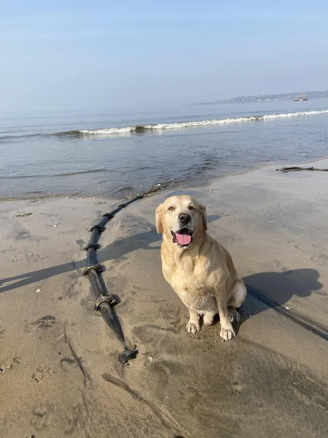 Subsea Fiber optic cable landing point (Dog for scale) 
