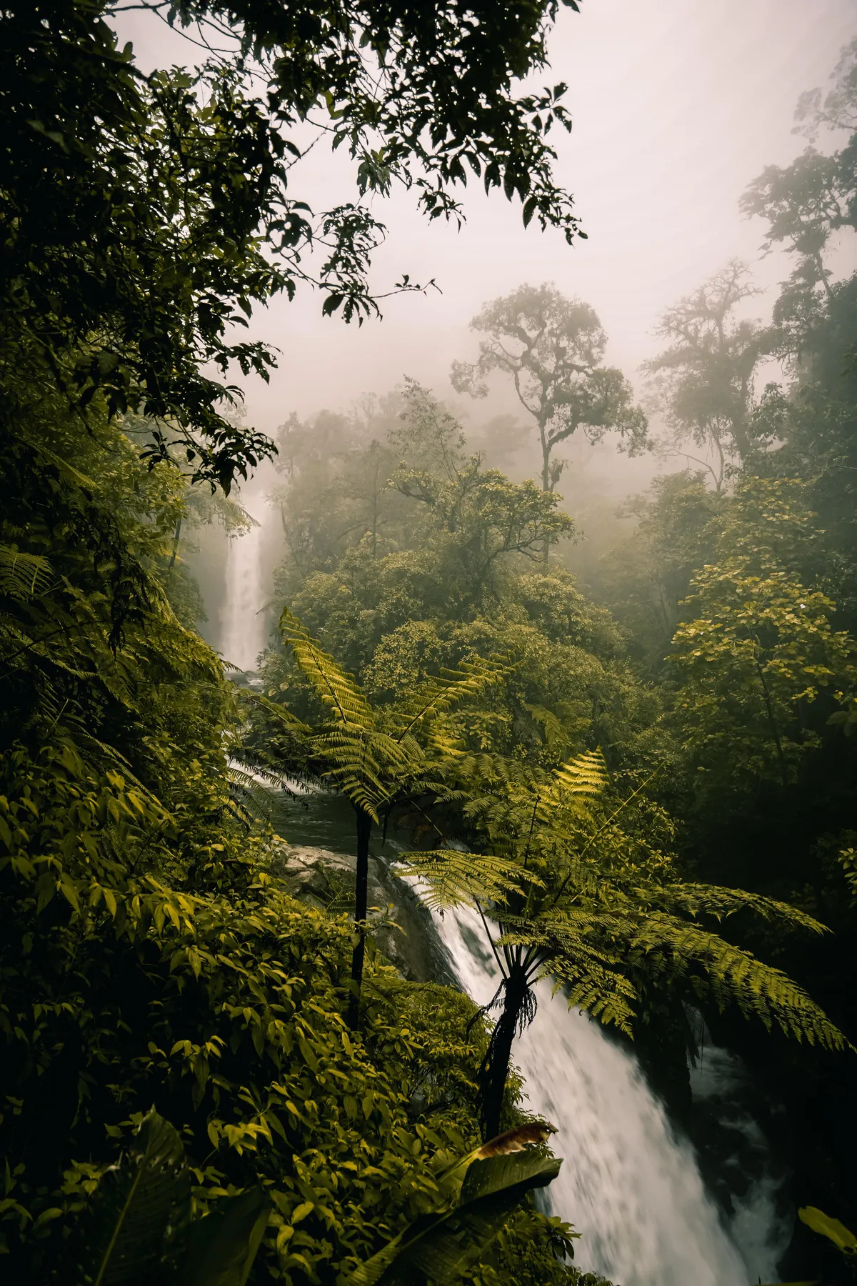 Jungle In Costa Rica (4000x6000)(OC)