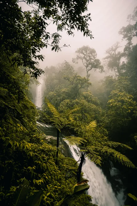 Jungle In Costa Rica (4000x6000)(OC)