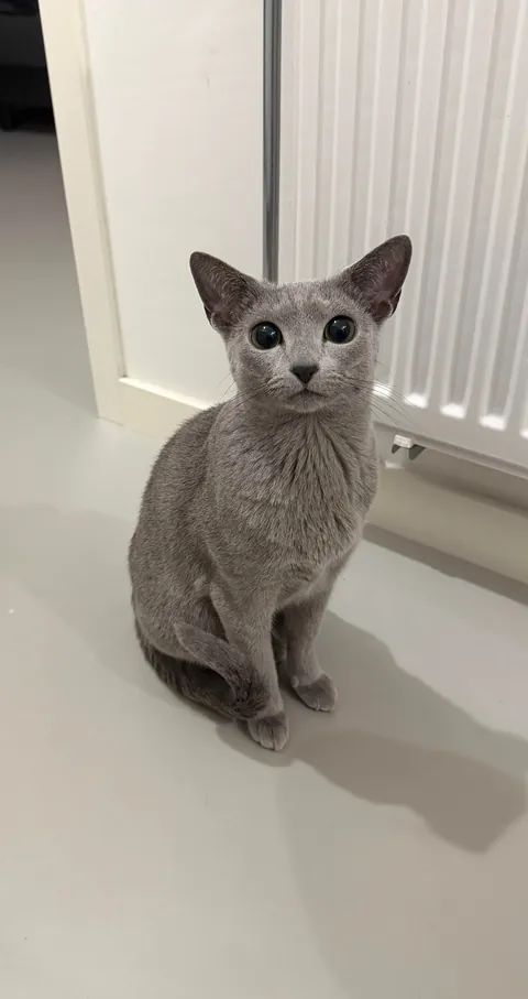 Our cat often curls up her tail like this