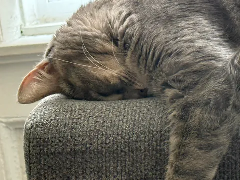 professional armrest cuddler