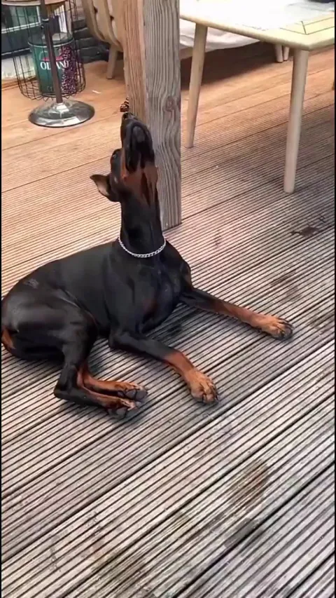 A butterfly keeps landing on a dog's nose