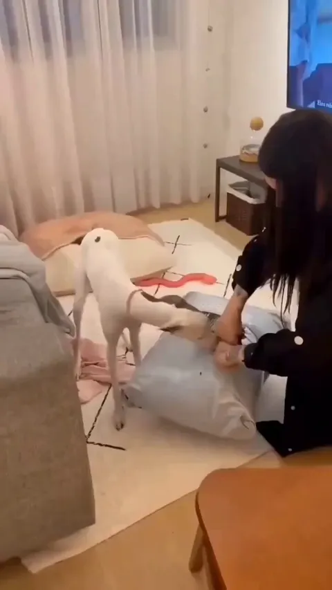 Pup's hyped for her new bed!