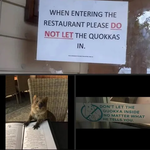 Quokkas can be convincing