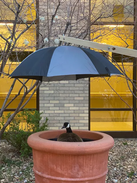 This goose at my hospital layed eggs and is nesting in a large planter, one of our maintenance guys built this umbrella for her and set her up with nearby water.