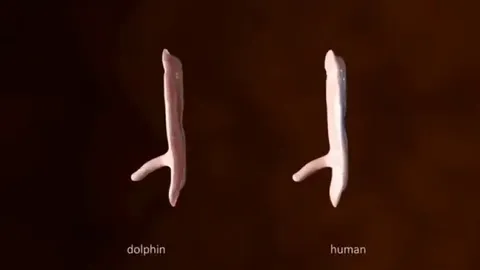 Embryogenesis of Dolphins and Humans