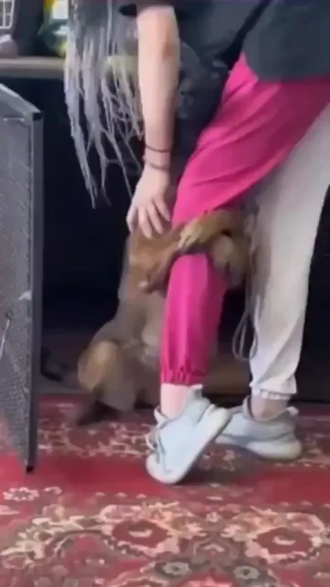 Reaction of a dog after being adopted