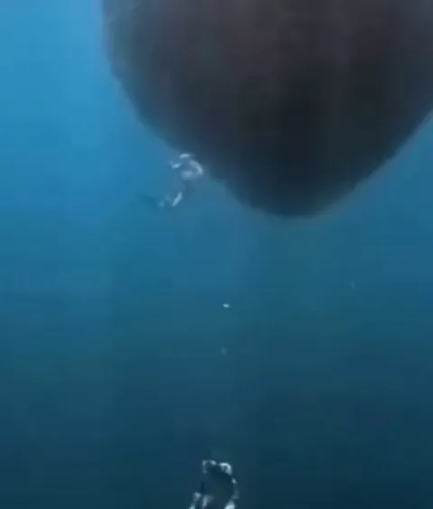 A woman experiences being surrounded by a school of sardines while trying to photograph them