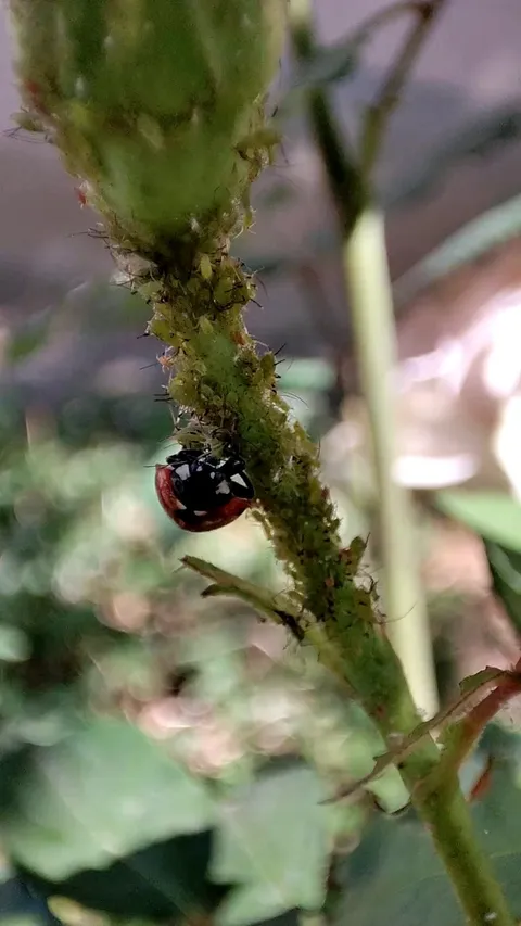 Ladybug in action