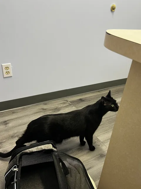 Is my cat fat or just big??