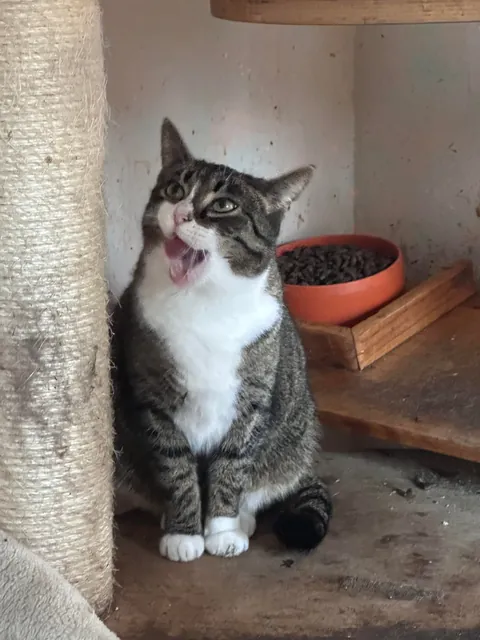 My Sundays are for volunteering at a cat hospice. I think I look forward to it even more than them