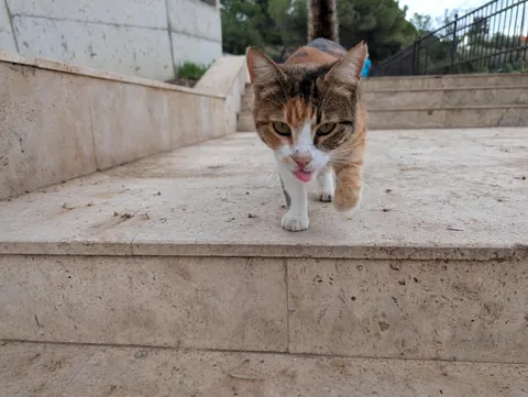 The huge collection of cats I found on my adventure to Turkey😅😊