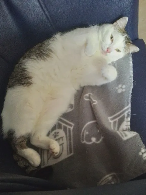 Why do people believe female cats are less affectionate?