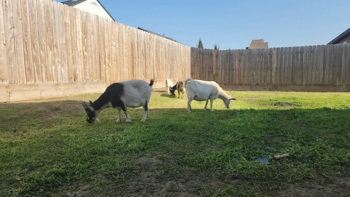 UPDATE: Stinging nettle everywhere! (I hired GOATS!)