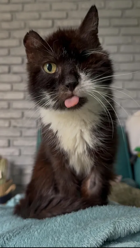 My perfect foster Dziadek passed away. He was so full of life despite the years as a neglected stray.