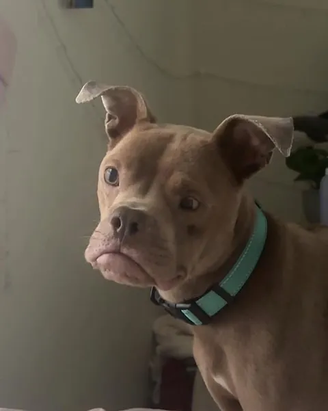 Kringle is still waiting for forever home :(