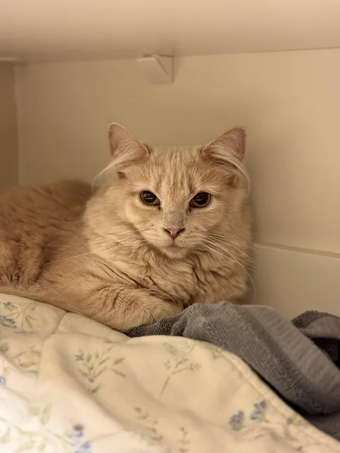 Took my son to look at kittens today but we fell in love with this girl immediately 💕