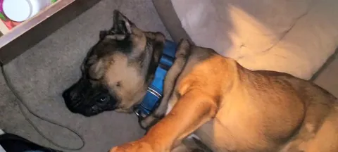 This is Graham, derp is him. His idea of comfort is pushing his paw into my legs and feet while sleeping.