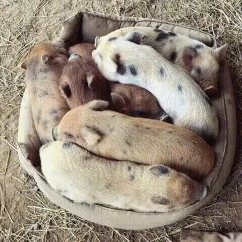 When you say "wake up" to them they wiggle their ears to let you know they aren't ready to get up yet