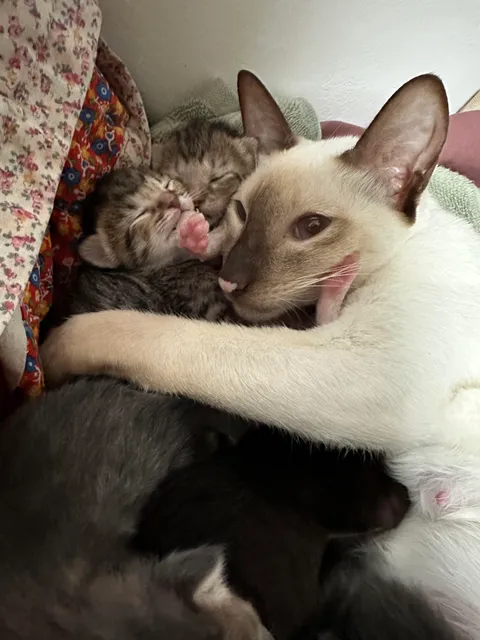She keeps putting her babies under my blankets w me when I’m sleeping