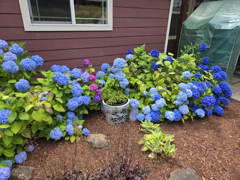 Love how my Hydrangeas are different colors in the same plant.