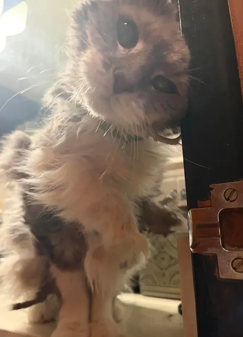 Update on Stella: the emaciated, abused cat, confined to a bathroom for 10 years - mats are removed and she’s ready for her new life with her loving home!