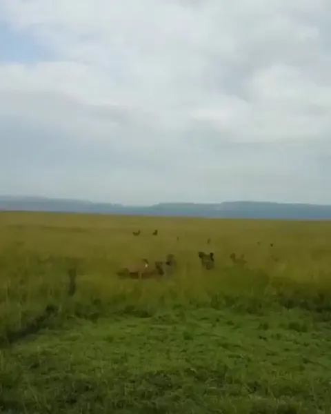 🔥Lion pride saves lioness being attacked by a hyena clan 🔥