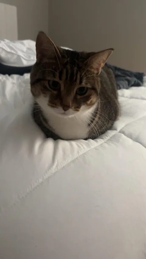 Why do girl cats get a bad rap?