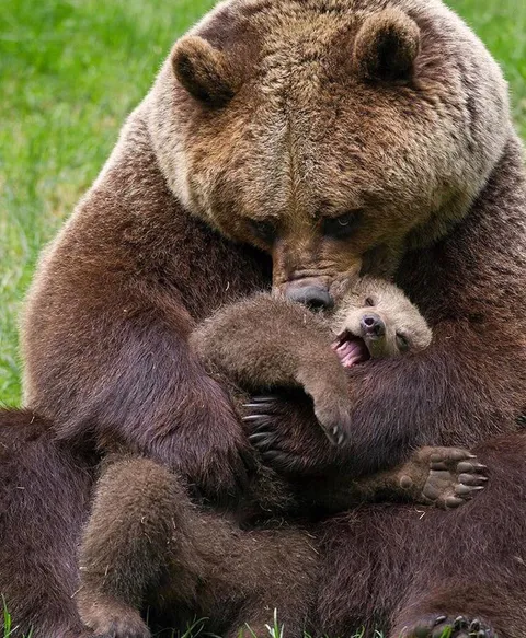🔥 A massive brown bear with her cub 🔥