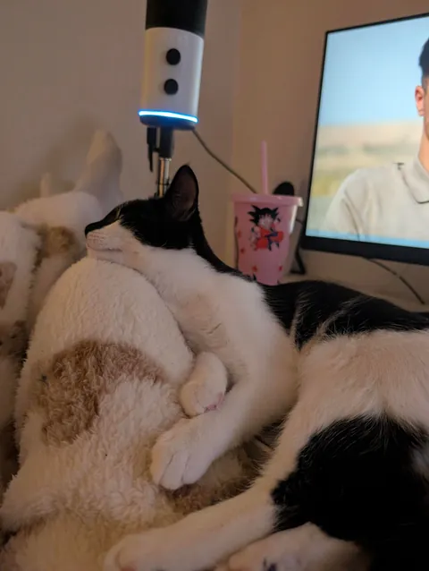 My first ever cat, i love her so much