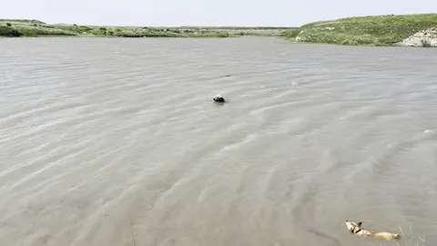 The wind blew my hat into the lake today. Finn the golden and Smokey the lab knew exactly what to do. (Chester the corgi not so much.)
