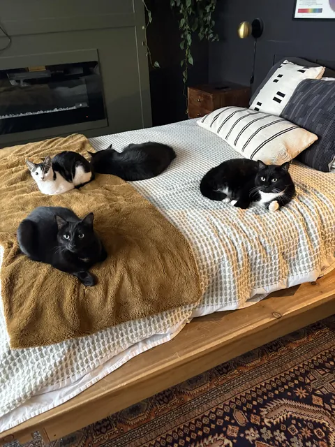 I didn’t even want a cat…