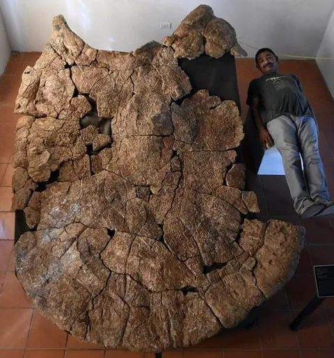 🔥Fossilized turtle shell found in South America.