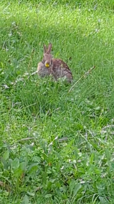My favorite morning activity is watching one of the many young bunnies on my property slurp dandelion like it's spaghetti.