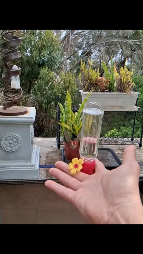 Taming ONE wild hummingbird was bucket list, this is +1
