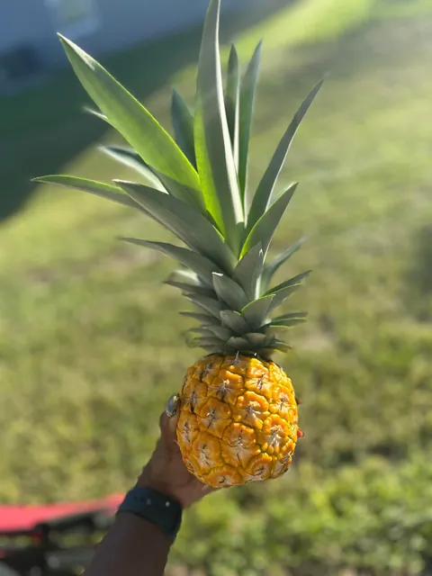 I harvested my first pineapple! 🍍