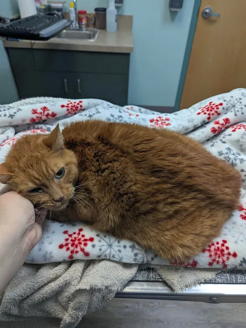 Found his owners and they didn't want him