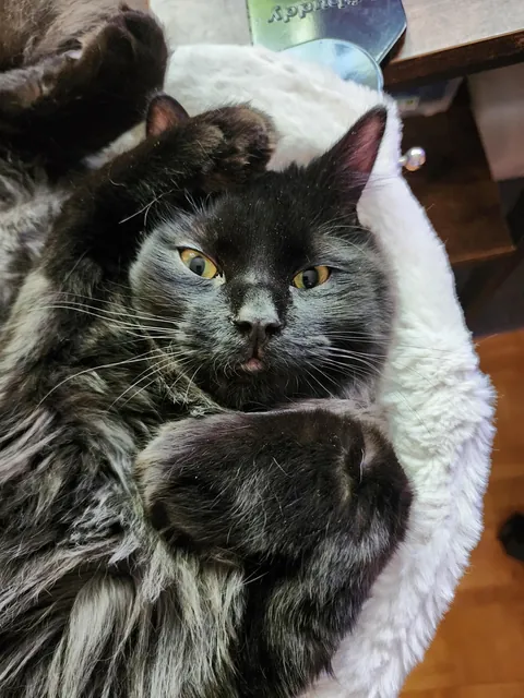 Anyone else have a void with 'frosted' tips?