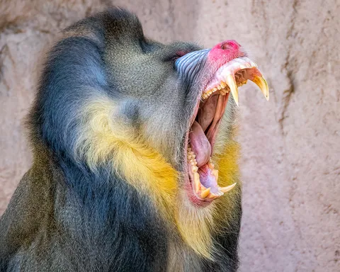 Yawning Mandrill showing why he's not to be fucked with