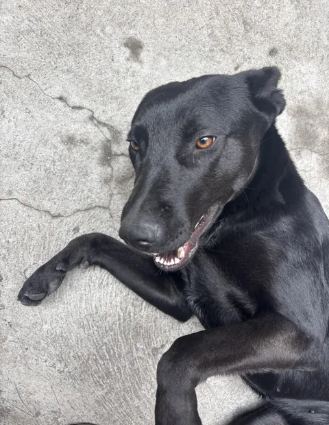 1 year ago we found her in a trash can when she was a puppy. Now she is a happy and beautiful lady.