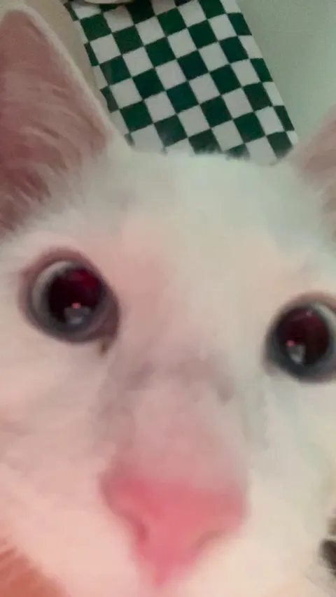 I’m deaf and can’t tell if my cat is breathing weird