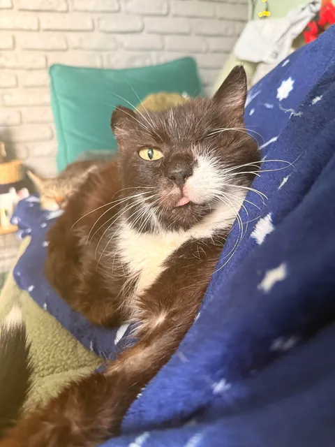 My perfect foster Dziadek passed away. He was so full of life despite the years as a neglected stray.