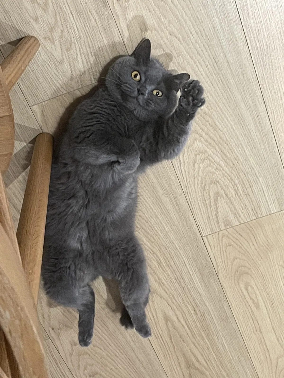 [OC]It’s my cat, just like say hi to everyone