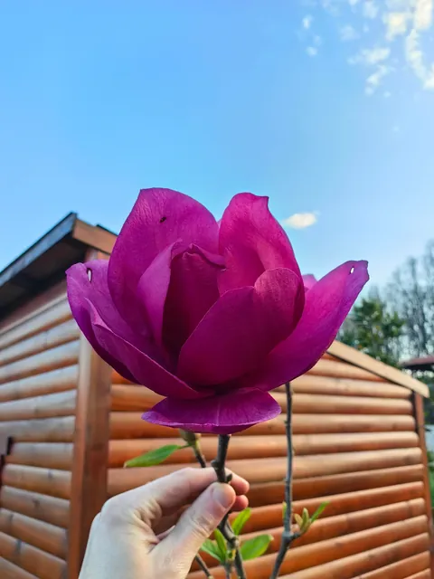 Magnolias in my Serbian garden