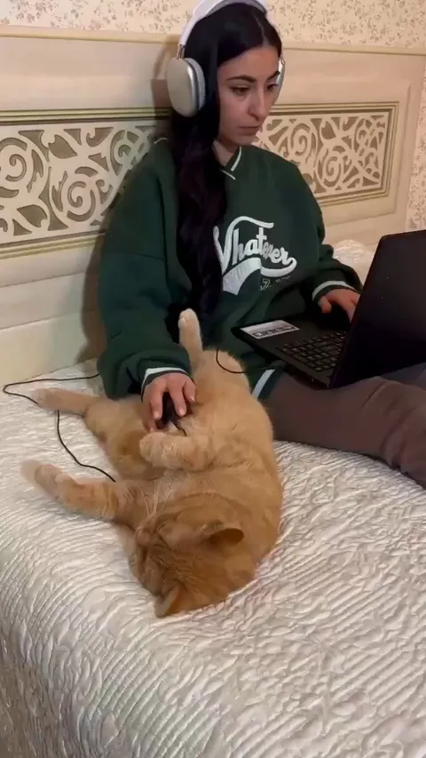 Cat pad 🖱️